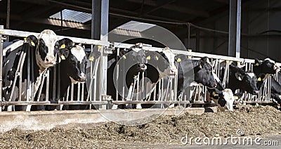 Black and white spotted holstein cows feed in half open barn on dutch farm in holland Stock Photo