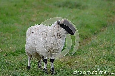 Black And White Spotted Sheep In A Field Stock Photo