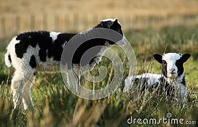 Black and white spring lambs Stock Photo