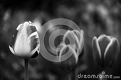 Black and White Spring Stock Photo