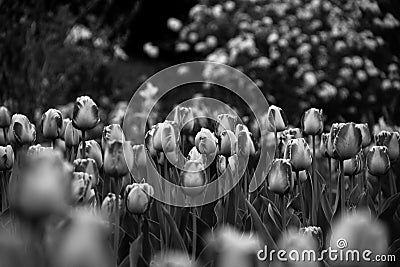 Black and White Spring Stock Photo