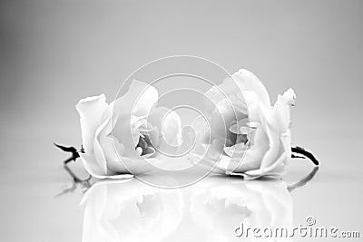 Black and white, still life composition with wooden geometrical pieces with white roses Stock Photo