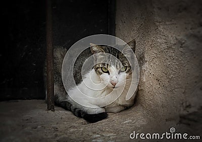 Black and white stray cat looking at camera with defiant gaze Stock Photo