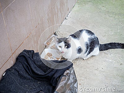 Black and white street cat sits near an impromptu bowl of food next to a box covered with old clothes Stock Photo