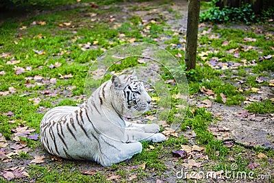 Black and White Striped Adult Tiger Stock Photo