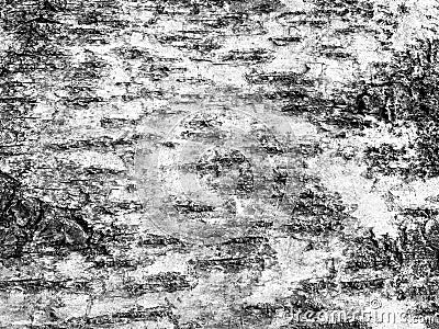 Black-white striped and cracked natural texture of russian birch bark Stock Photo