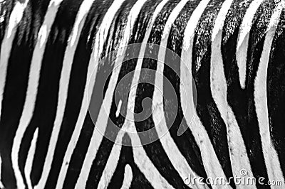 Black and white stripes, patterns and textures of a Zebra Stock Photo