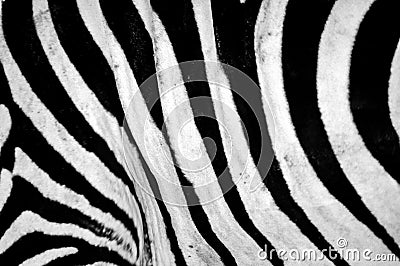 Black and white stripes, patterns and textures of a Zebra Stock Photo