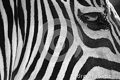Black and white stripes, patterns and textures of a Zebra Stock Photo