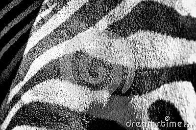 Black and white stripes, patterns and textures of a Zebra Stock Photo