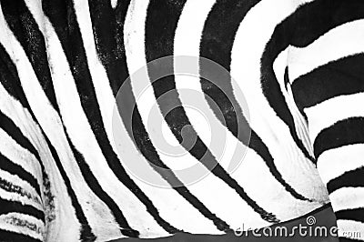 Black and white stripes, patterns and textures of a Zebra Stock Photo