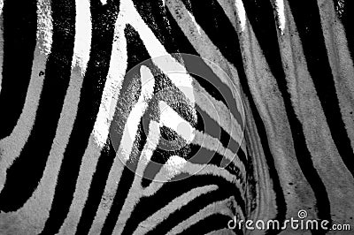 Black and white stripes, patterns and textures of a Zebra Stock Photo