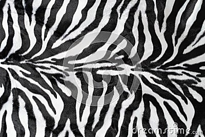 black white stripes real zebra Stock Photo