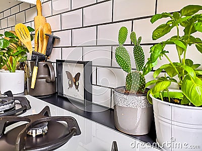 Black and white subway tiled kitchen with numerous plants and framed taxidermy insect art Stock Photo