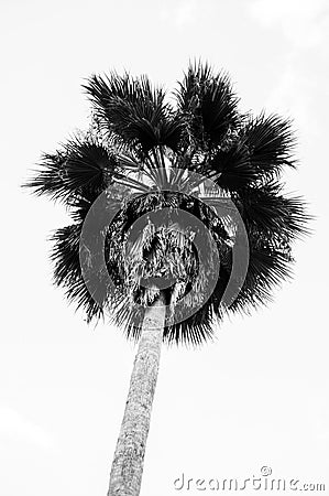 Black and White Sugar Palm Stock Photo