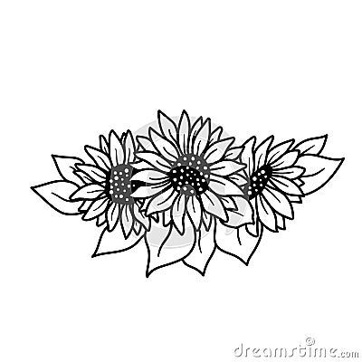 Black and white sunflower botanical illustration. Vector Illustration