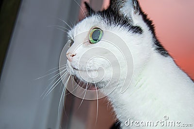 Black and white surprised and funny cat with big green eyes sits on the window against the pink sunset and looks at the owner with Stock Photo