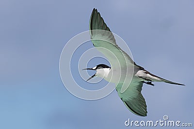 Sooty Tern on Michaelmas Cay Stock Photo