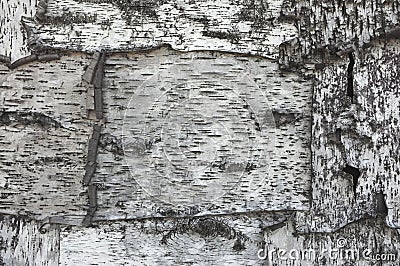 Black and white texture of birch bark. Wooden wall covered with birchbark Stock Photo