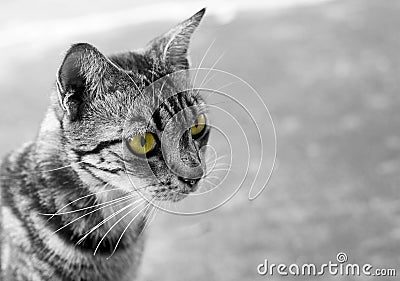 Black and white thai cat with yellow eyes Stock Photo