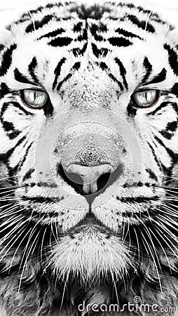 Black and white tiger pattern wallpaper Stock Photo