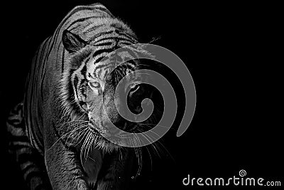 Black and white Tiger portrait in front of black background Stock Photo