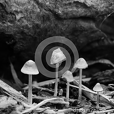 Black and white toadstools growing in mulch Stock Photo
