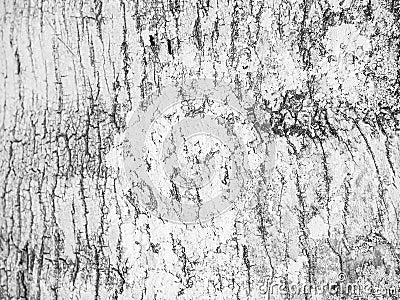 Black and white tone of tree texture Stock Photo