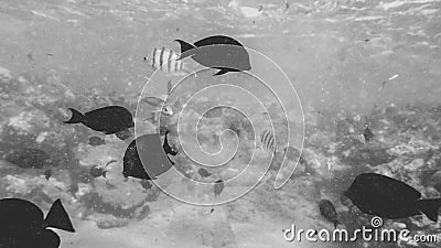 Black and white toned image of big school of tropical fishes swimming at big coral reef in the sea Stock Photo