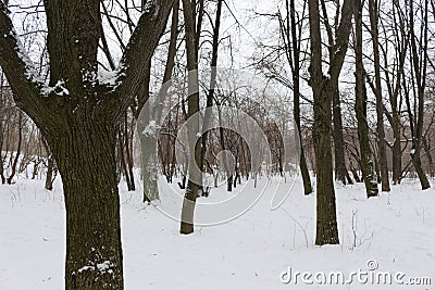 The black and white tones of the winter forest soothe and help to listen to silence Stock Photo