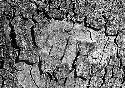 Black and white tree bark surface. Stock Photo