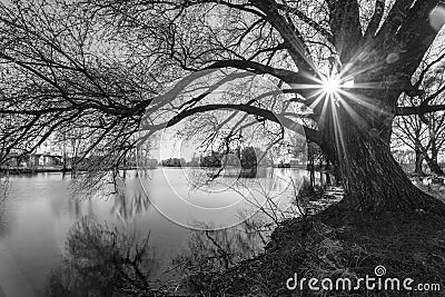 Black and white tree silhouette in sunrise time Stock Photo