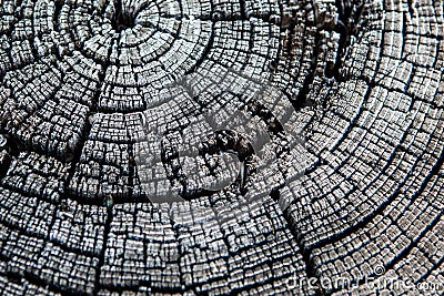 Black and white tree stump rings Stock Photo