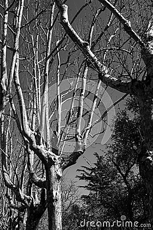 Black and white trees: appearance of anthropomorphic figures in some plane trees. appearance of anthropomorphic figures in some Stock Photo