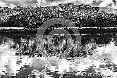 Black White Trees Clouds Ala Wai Canal Reflection Honolulu Hawaii Stock Photo