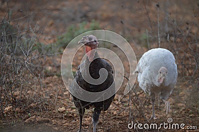 Black and white turkeys, Meleagris gallapovo Stock Photo