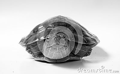 Black And White Turtle Stock Photos - Image: 7685563