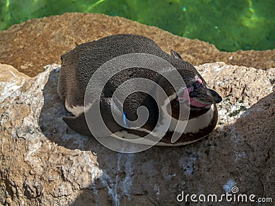 Black and white tux with a black and red beak lies on a rock at Stock Photo