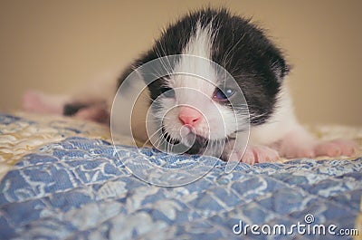 Black and White Tux Kitten on Quilted Blanket Stock Photo