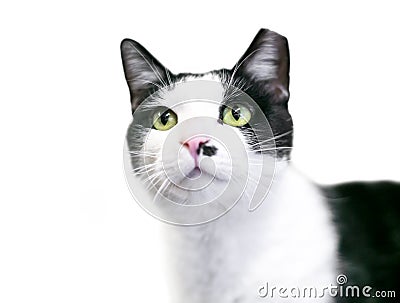 A black and white Tuxedo cat with its left ear tipped, indicating that is has been spayed or neutered Stock Photo