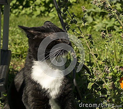 Black and White Tuxedo Cat Sniffing Catnip Stock Photo