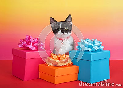 Black and white tuxedo kitten in bright Birthday present boxes Stock Photo