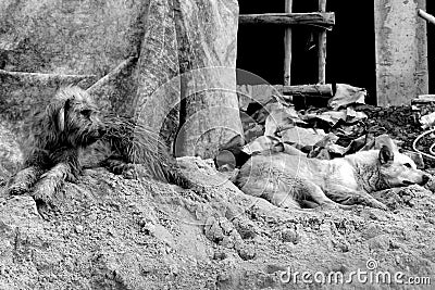 Black and white two sad dogs on sand pile construction Stock Photo