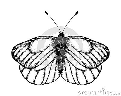 Black and white vector illustration of a butterfly. Hand drawn insect sketch. Detailed graphic drawing of black veined white in Vector Illustration