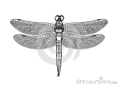 Black and white vector illustration of a dragonfly Vector Illustration