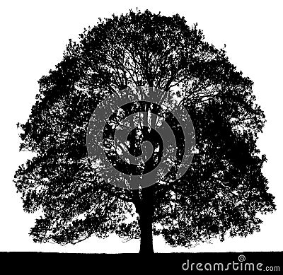 Black and white vector image of a large tree silhouette. Vector Illustration