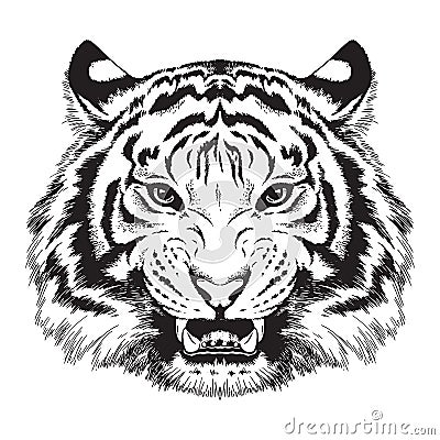 Sketch of a tiger`s face Cartoon Illustration