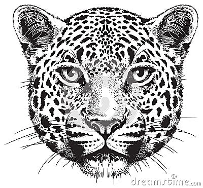 Black and white vector sketch of a leopard`s face Vector Illustration