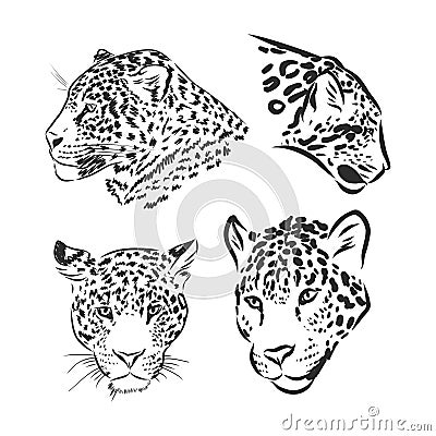 Black and white vector sketch of walks Jaguar. Jaguar animal vector sketch illustration Stock Photo