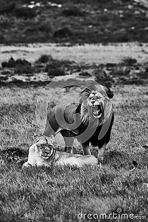 Black and white view of lions in the savannas Stock Photo